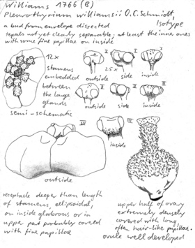 Vorschaubild Pleurothyrium williamsii O.C. Schmidt